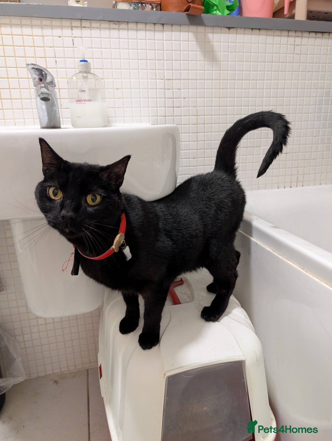 Mixed Breed cats for sale: Male cat for adoption  - Image 2