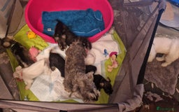 Miniature Schnauzer dogs for sale: Beautiful pure Breed miniature schnauzers - Image 9