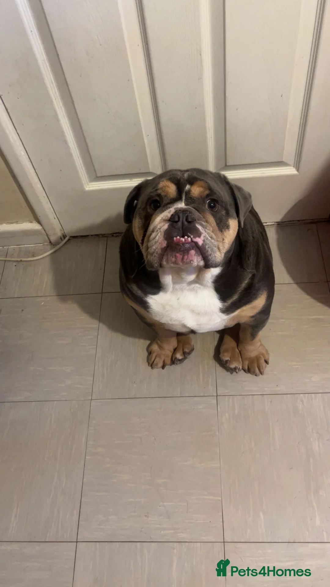 Olde English Bulldogge dogs for sale: Dog for sale  in Shildon - Advert 1