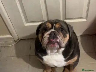 Olde English Bulldogge dogs Dog for sale - Advert 1