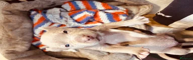 Puppy 5