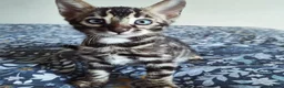 Bengal cats for sale: luxurious bengals - Advert 32