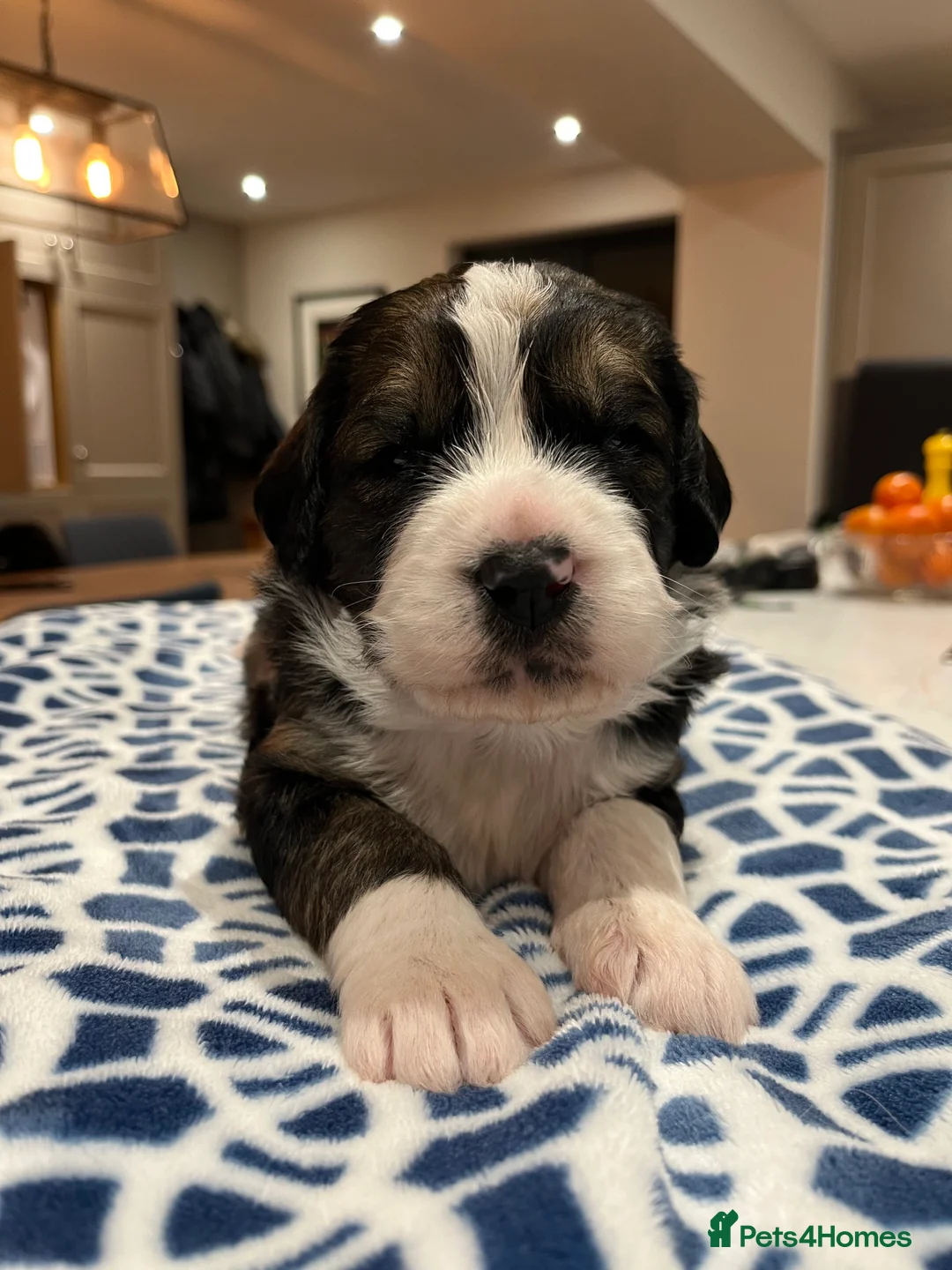 Bernedoodle dogs for sale: Beautiful Bernedoodle Pups - Advert 5