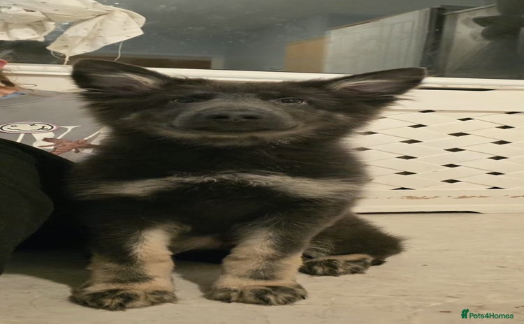 German Shepherd dogs READY NOW long hair straight back German shepherd - Advert 4