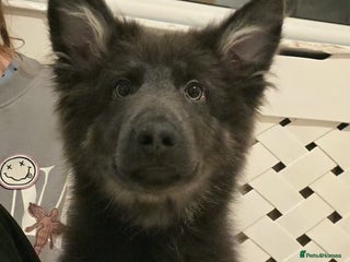 German Shepherd dogs READY NOW long hair straight back German shepherd - Advert 1