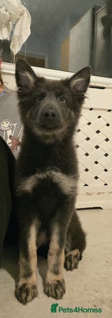 German Shepherd dogs READY NOW long hair straight back German shepherd - Advert 4