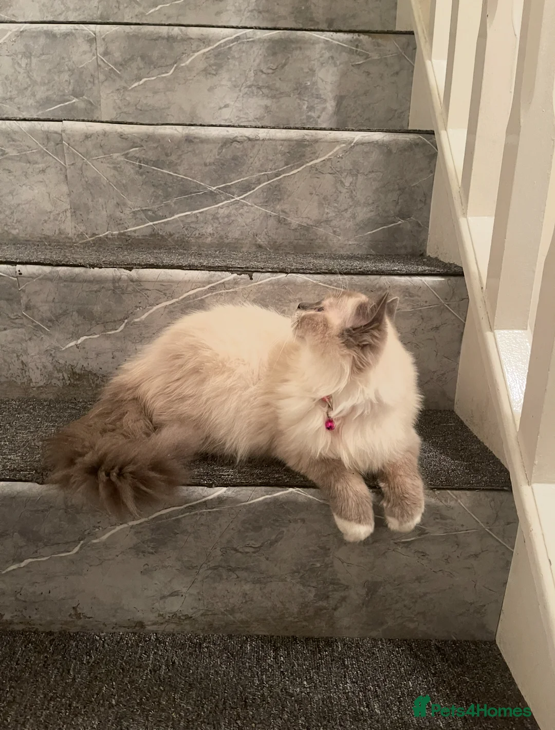 Ragdoll cats for sale: Champion breed Ragdolls Tica registered - Advert 7
