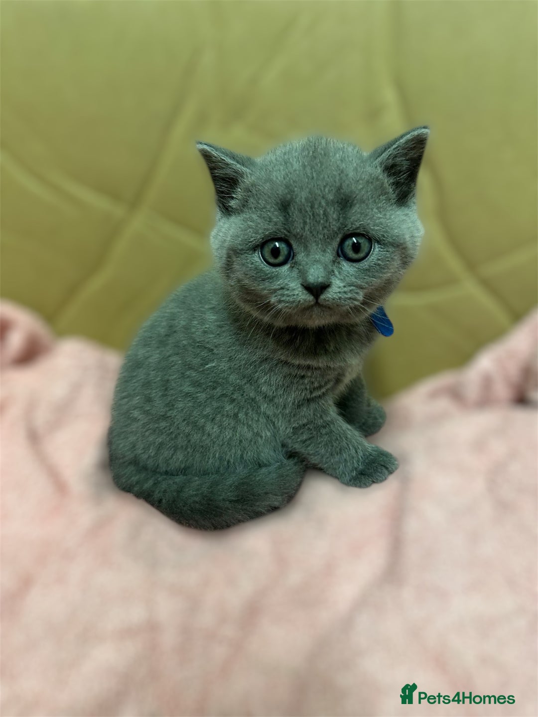 Scottish Fold cats for sale: SCOTTISH FOLD/STRAIGHT KITTENS  - Advert 7