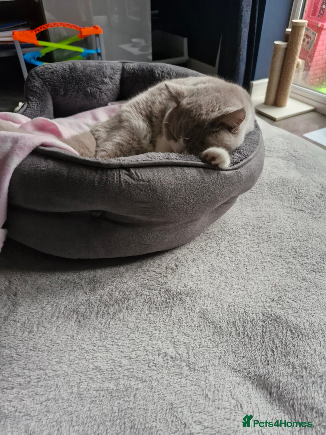 British Shorthair cats for sale: British short-hair kitten  - Advert 2