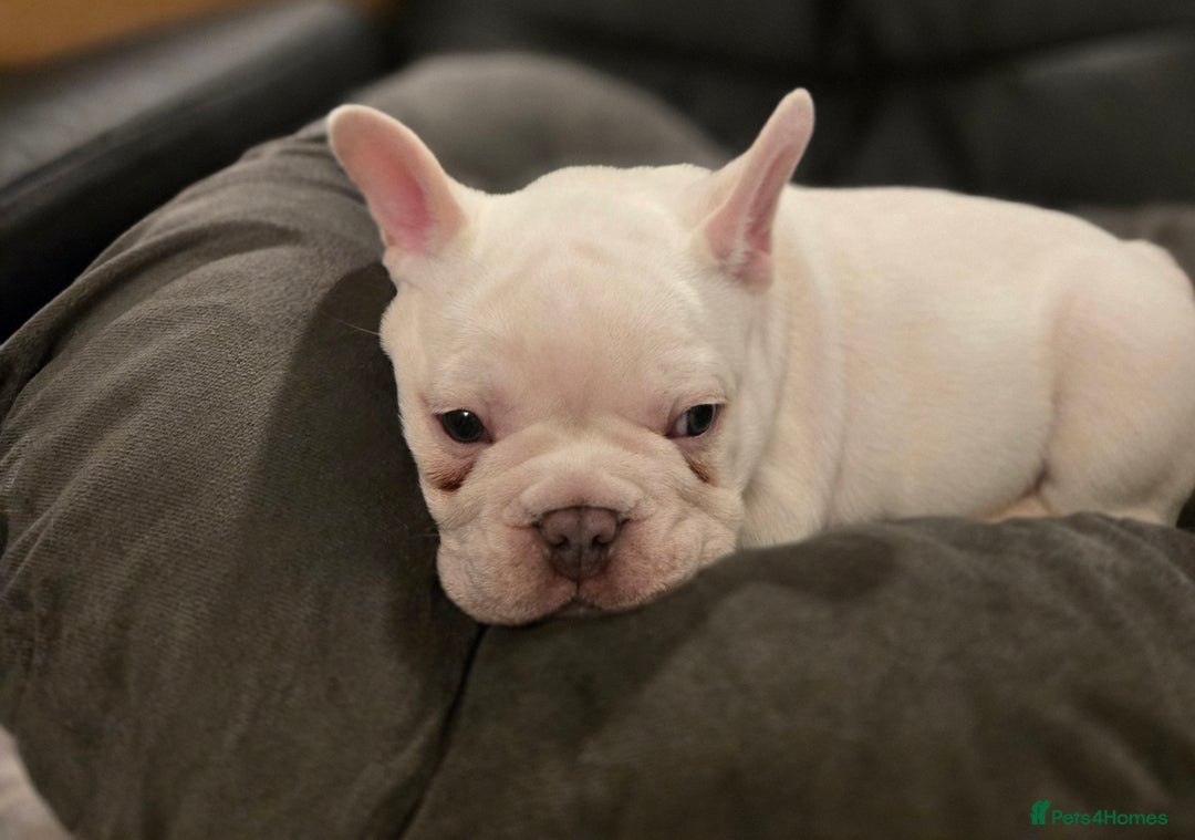 French Bulldog dogs for sale: Beautiful French Bulldog Puppies for sale - Advert 6