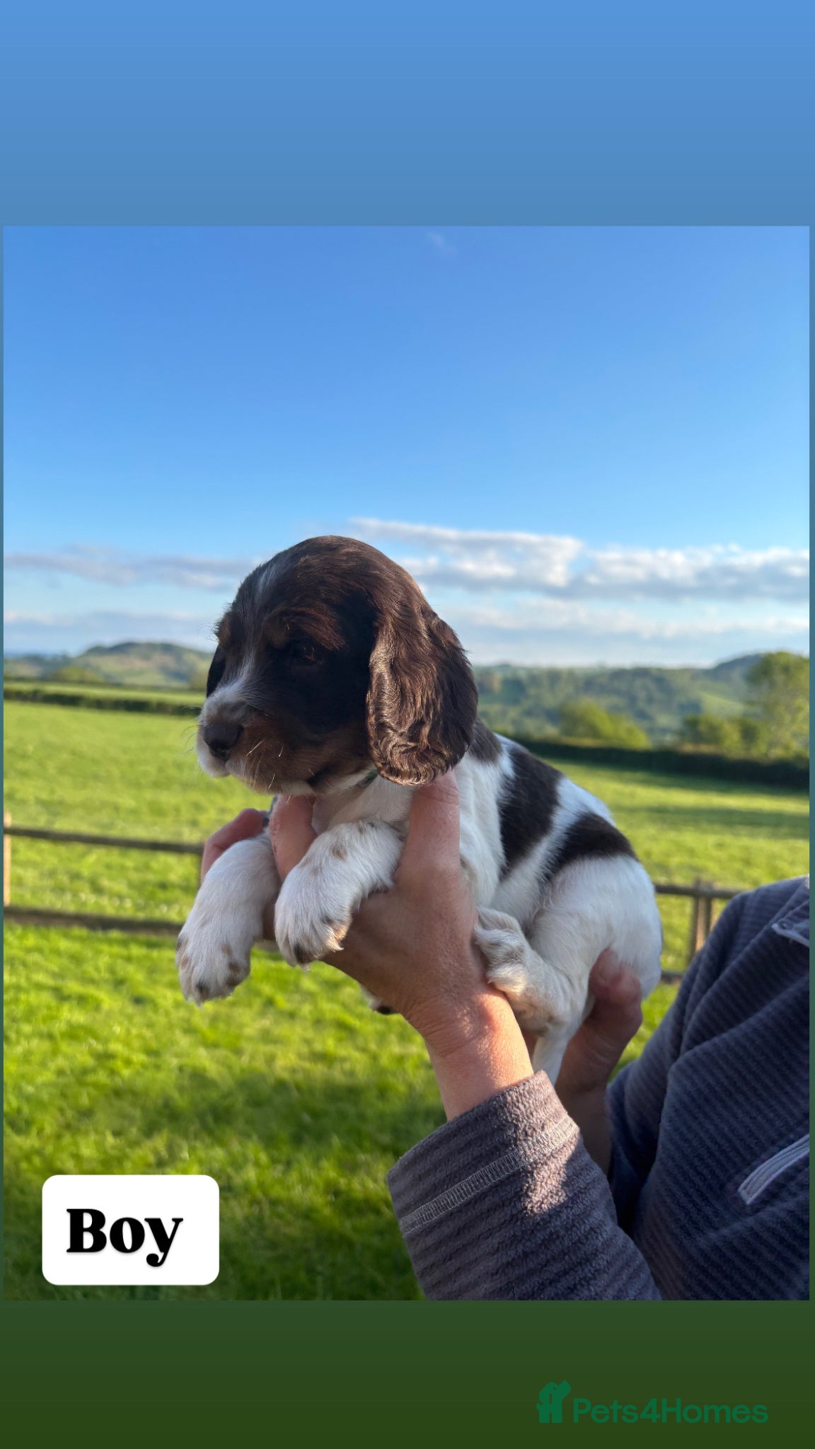 Cocker Spaniel dogs Cocker spaniel  - Advert 18