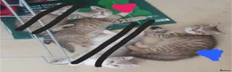 British Shorthair cats for sale: BRITISH SHORTHAIR BLACK GOLDEN SPOTTED TABBY - Advert 14