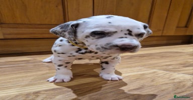 Dalmatian dogs ❤️Top class litter of quality KC Dalmatians❤️ - Advert 10