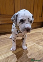 Dalmatian dogs ❤️Top class litter of quality KC Dalmatians❤️ - Advert 1