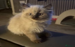 Maine Coon cats for sale: Maine coon kittens - Image 6