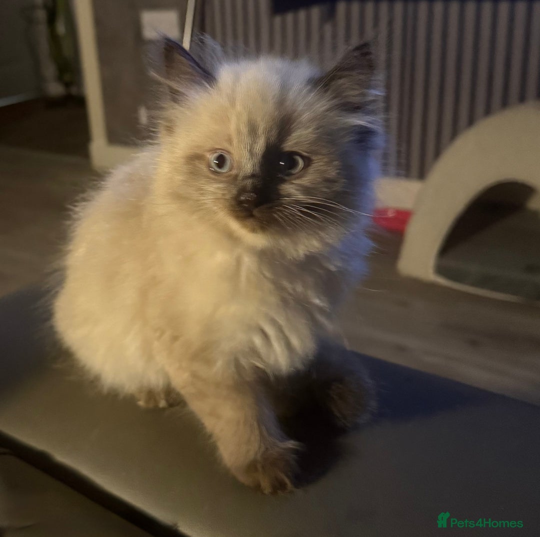 Maine Coon cats for sale: Maine coon kittens - Image 6