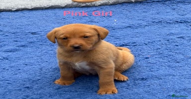 Labrador Retriever dogs - Advert 4