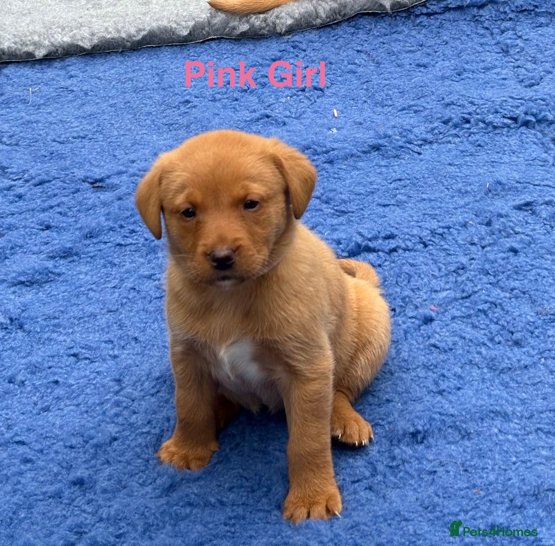 Labrador Retriever dogs for sale: Beautiful KC Fox Red Pups. 0/0 hip/elbow mum & dad - Image 3