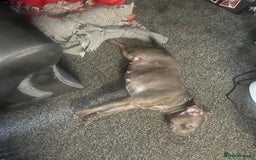 Staffordshire Bull Terrier dogs for sale: Blue staffy rehome - Image 2