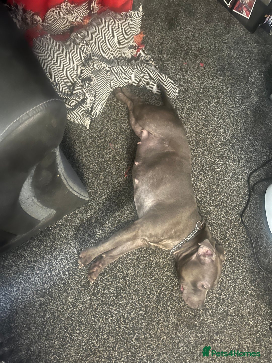 Staffordshire Bull Terrier dogs for sale: Blue staffy rehome - Image 2