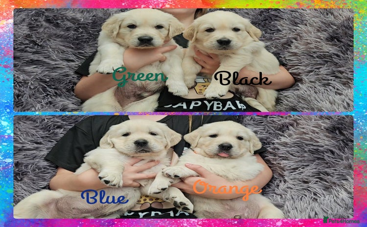 Golden Retriever dogs - Advert 13