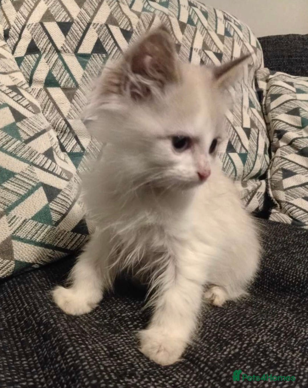 Maine Coon cats for sale: Maine Coon X Kittens - Advert 15