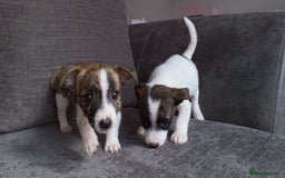 Jack Russell dogs for sale: Beautiful jack russle puppies - Image 30