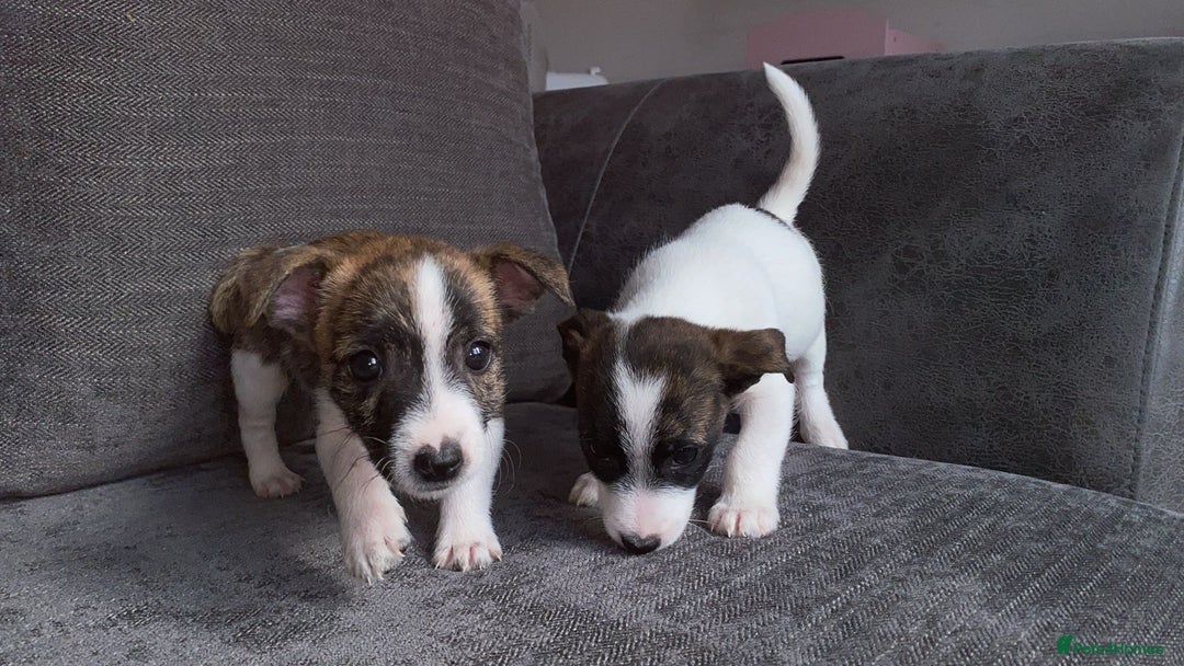 Jack Russell dogs for sale: Beautiful jack russle puppies - Image 30