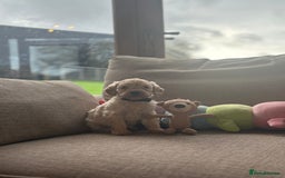 Cockapoo dogs for sale: Teddy bear cute Tiny Cockapoos  - Advert 3