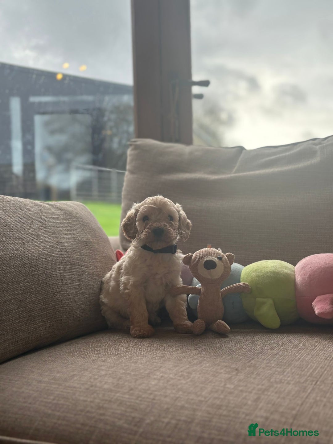 Cockapoo dogs for sale: Teddy bear cute Tiny Cockapoos  - Advert 3