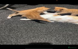 Mixed Breed cats for sale: 4 stunning kittens for sale - Image 5