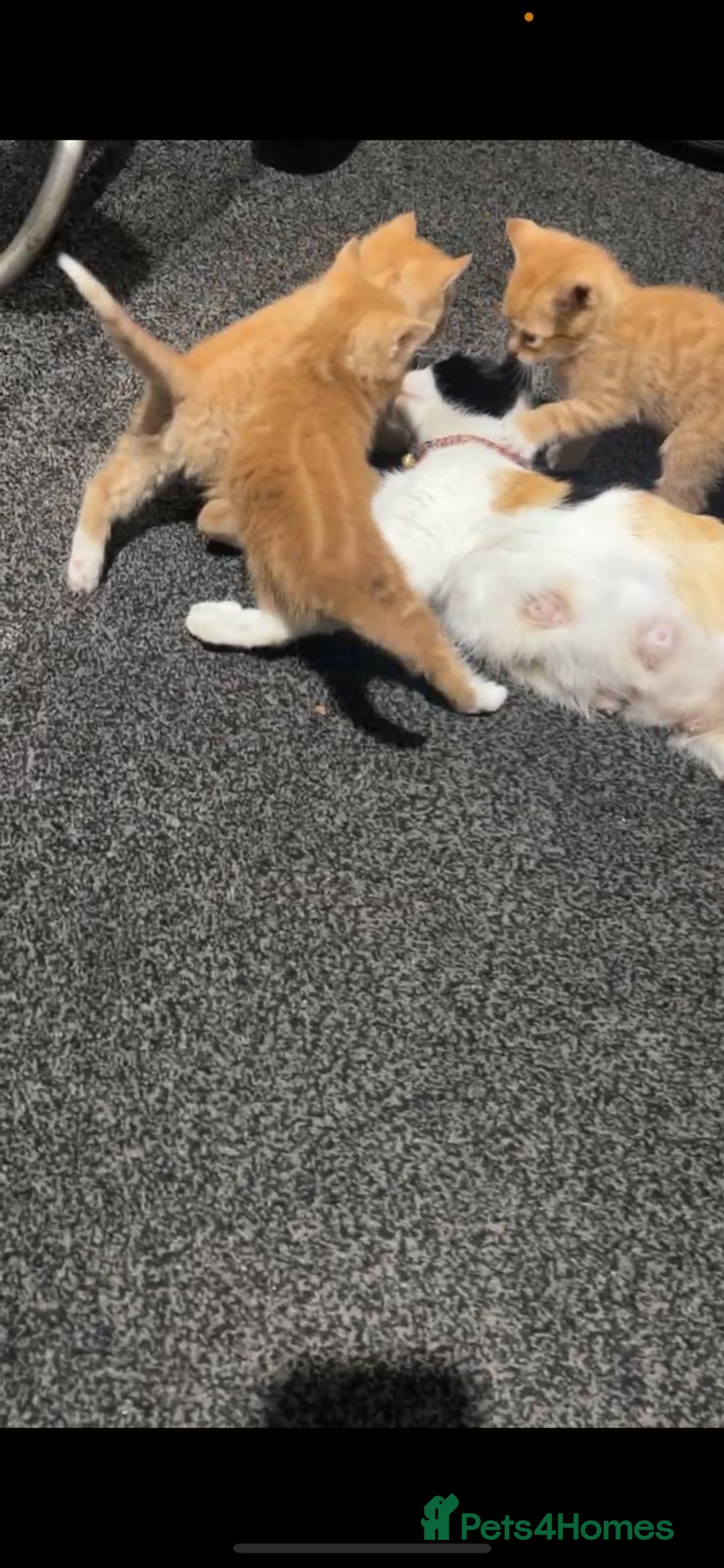Mixed Breed cats for sale: 4 stunning kittens for sale - Image 5