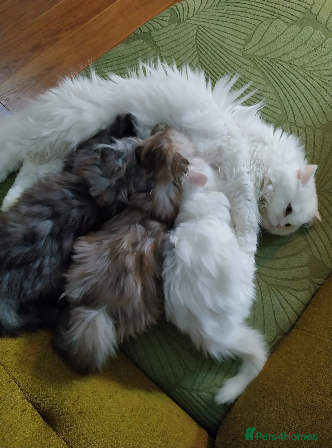 Scottish Fold cats for sale: Scottish fold and straight ear girl's ❤️ - Advert 12