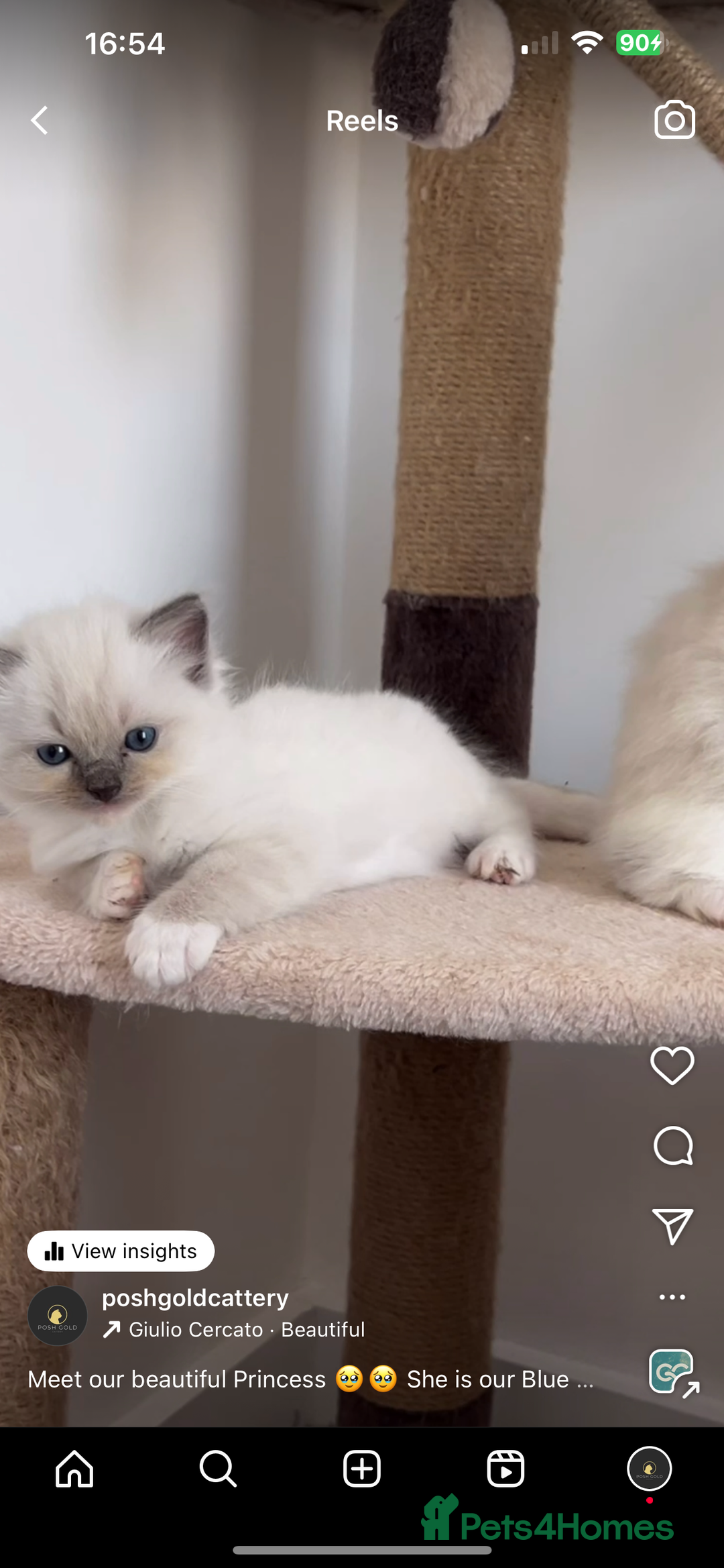 Ragdoll cats for stud: TICA RAGDOLL STUD CAT FOR SALE GRAND EUR CHAMP BL! - Image 8