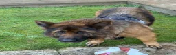German Shepherd dogs for sale: German shepherd longhair in Milton Keynes - Advert 2