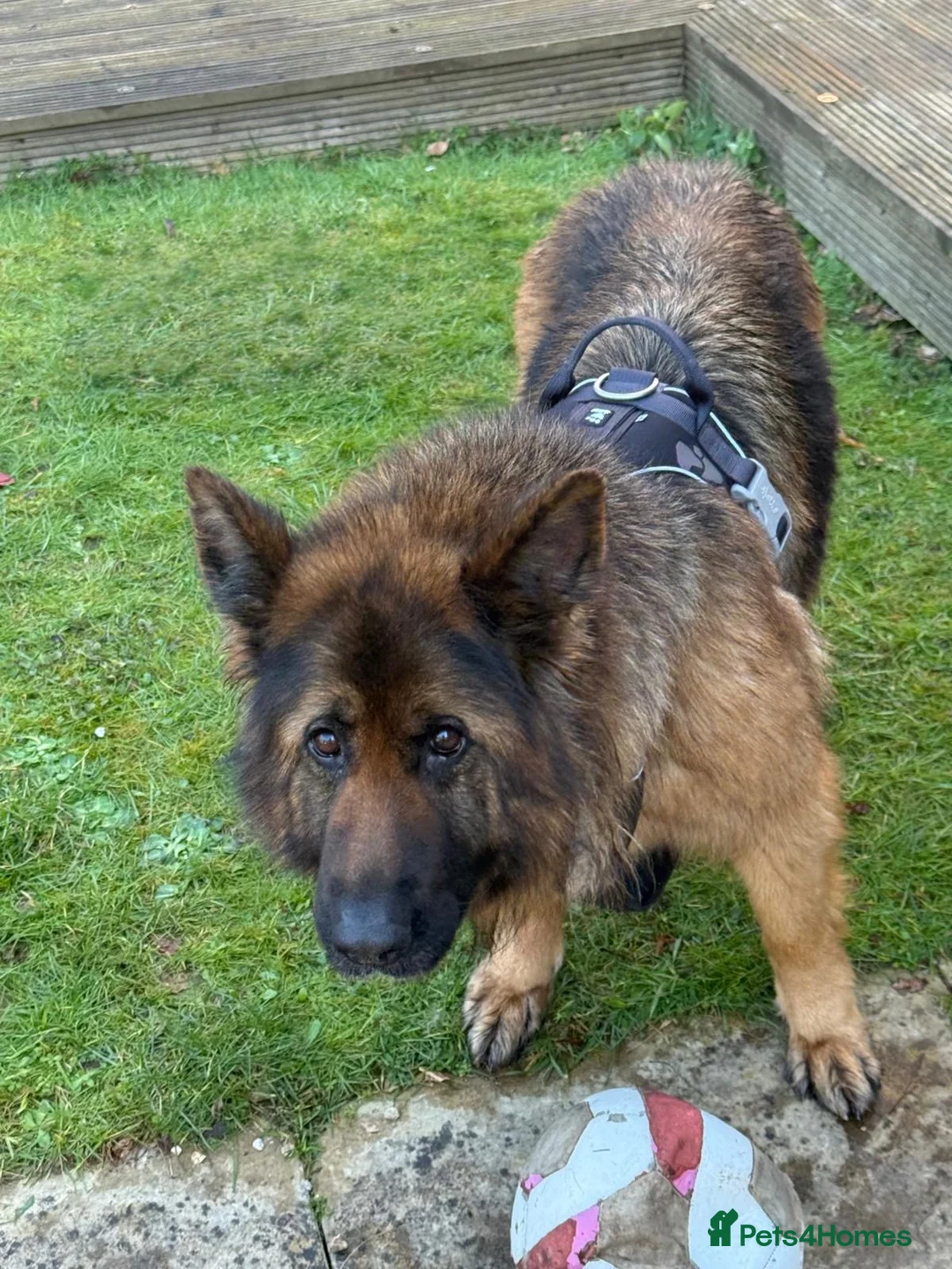 German Shepherd dogs for sale: German shepherd longhair in Milton Keynes - Advert 2