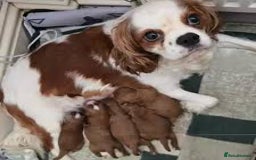 Cavapoo dogs for sale: Cavapoo - Image 10