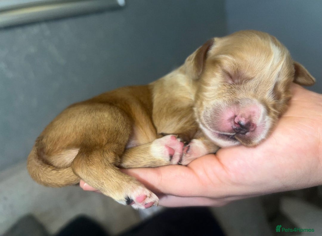 Cocker Spaniel dogs for sale: Cocker spaniel puppies  - Advert 13