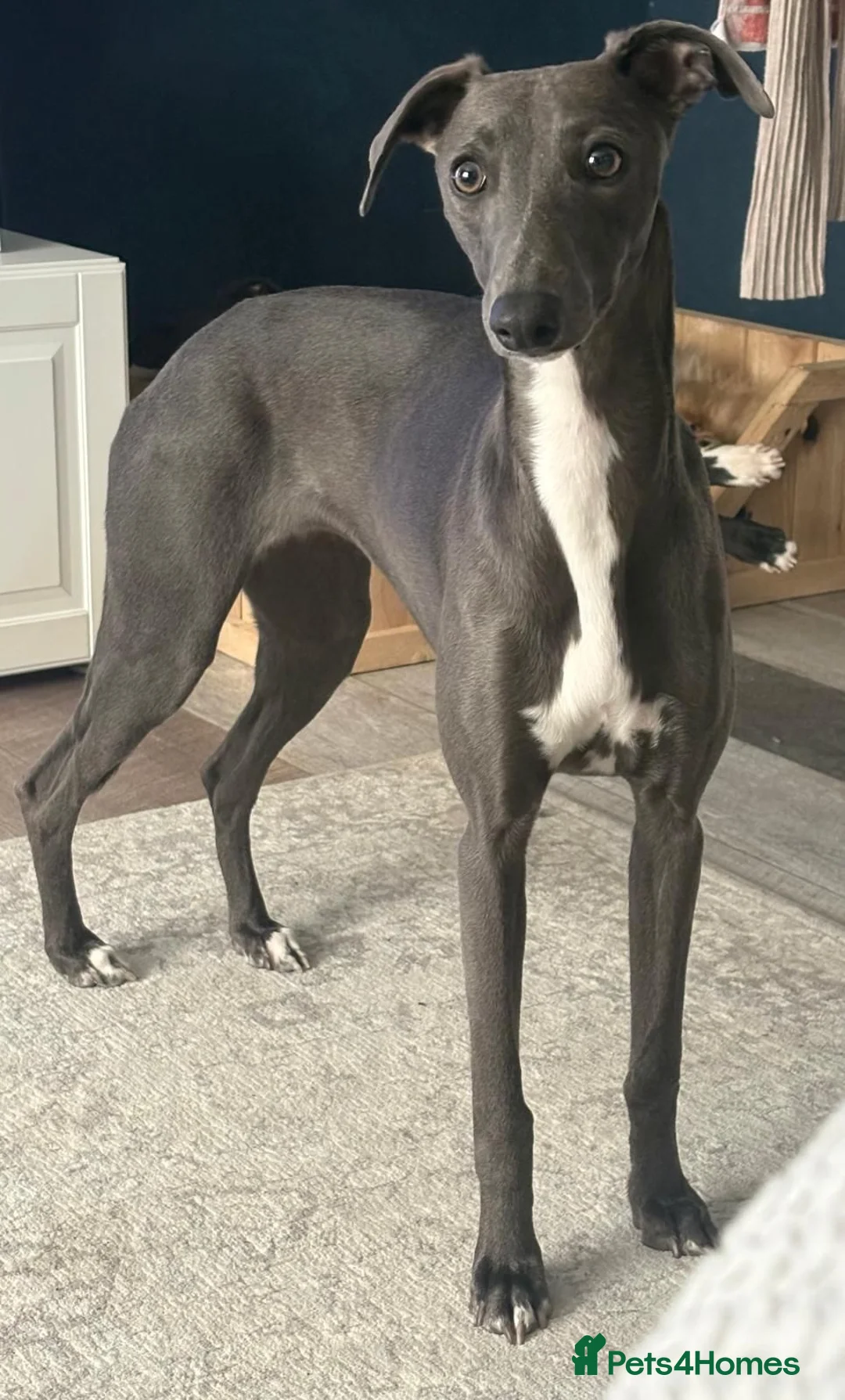 Whippet dogs for sale: Whippet puppies  - Advert 2