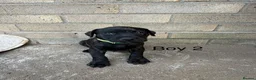 Staffordshire Bull Terrier dogs for sale: 9 Staff puppies - Advert 12