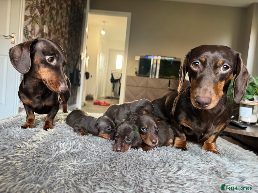Miniature Dachshund dogs for sale: True Miniature Dachshund Puppies - Advert 18