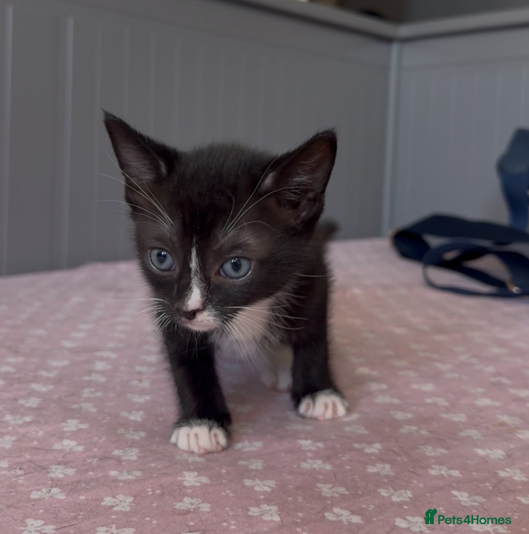 American Shorthair cats for sale: Adorable kittens looking for a loving home - Image 3