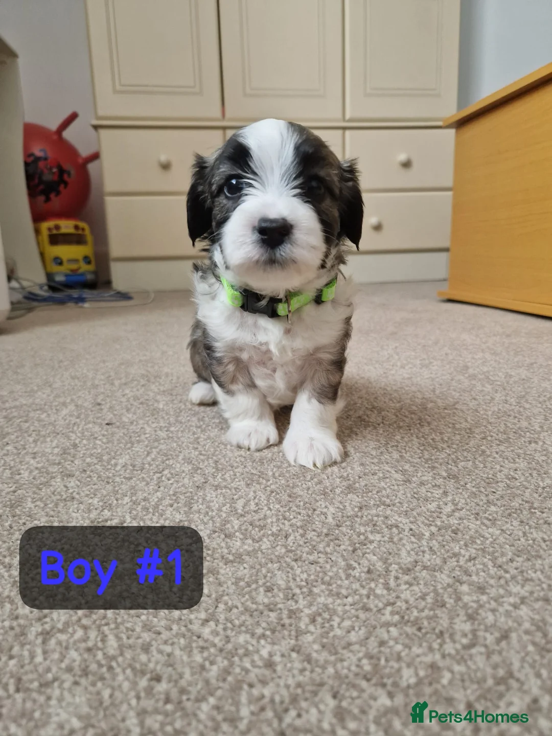 Bichon Frise dogs for sale: 3 bichions for sale - Advert 17