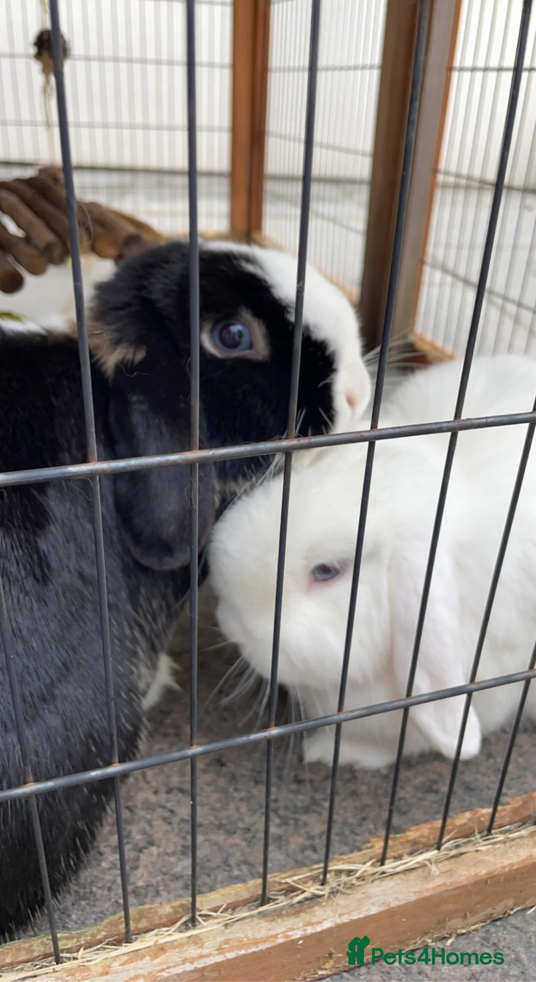 Mini Lop rabbits for sale: Looking for a Loving Home for Our Beloved Bunnies in Nottingham - Advert 2