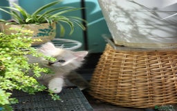 Ragdoll cats for sale: Ragdoll kittens - Image 21