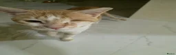Arabian Mau cats for adoption: Little Odin  - Advert 2