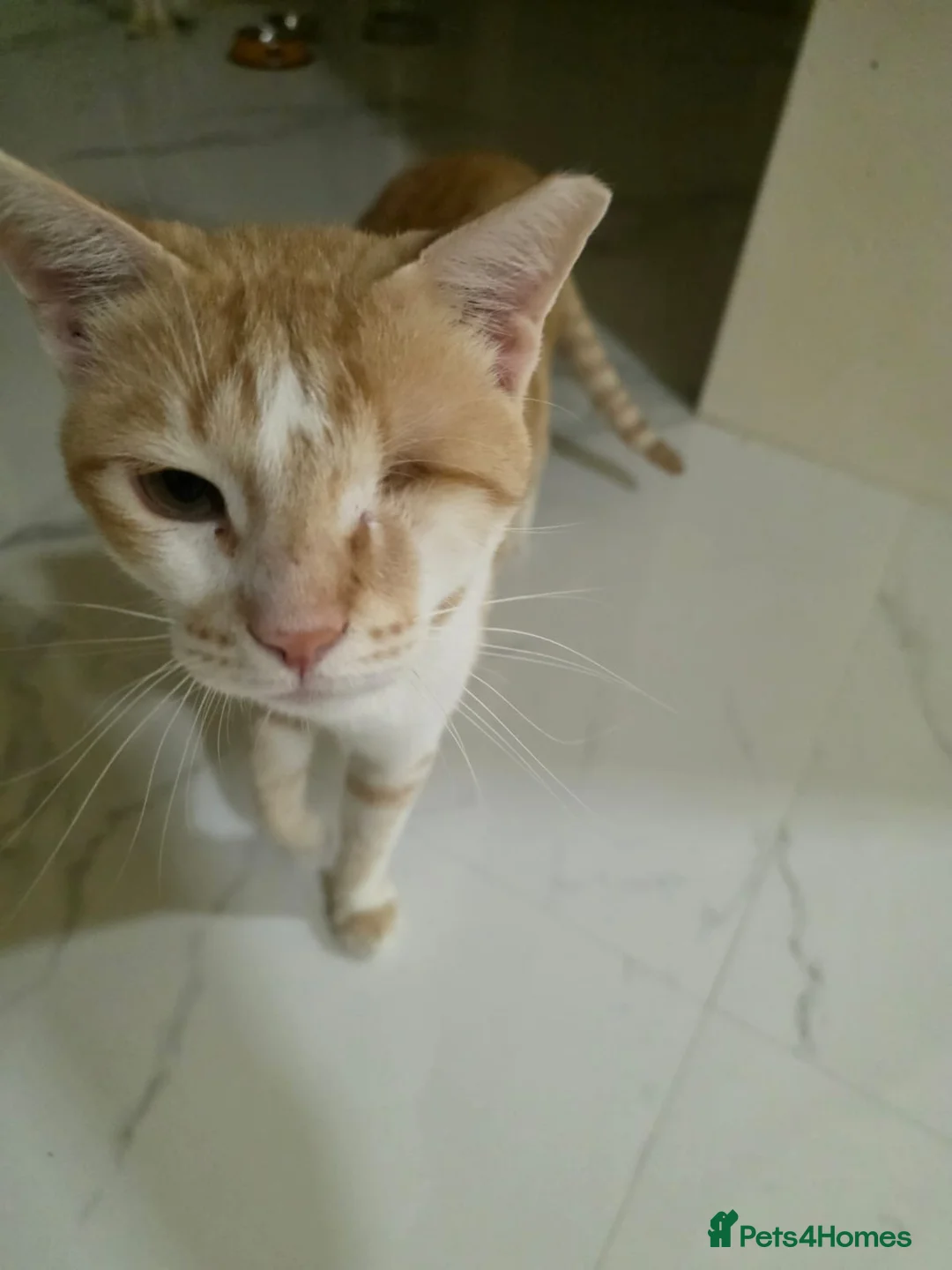 Arabian Mau cats for adoption: Little Odin  - Advert 2