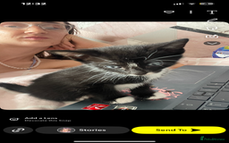 British Shorthair cats for sale: Black and white British shorthair - Image 2