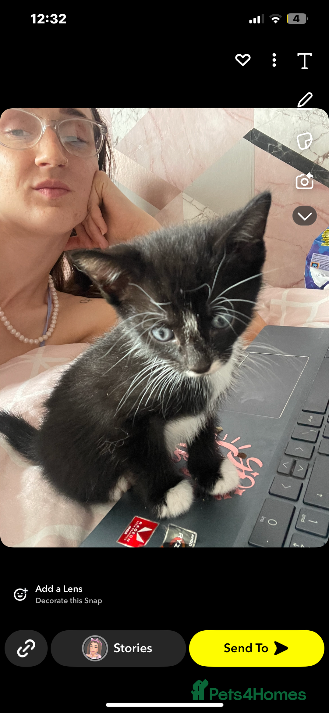 British Shorthair cats for sale: Black and white British shorthair - Image 2