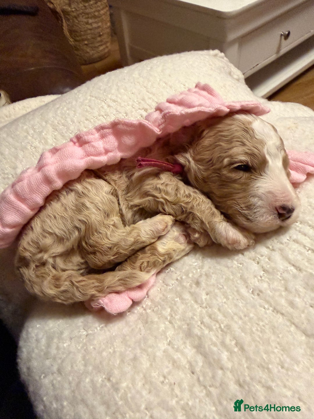 Labradoodle dogs for sale: Labradoodle  - Advert 17